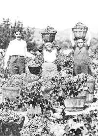 La Llei de contractes de conreu declarada inconstitucional