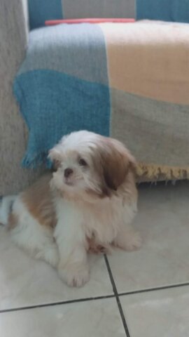 Ganhei um cachorrinho