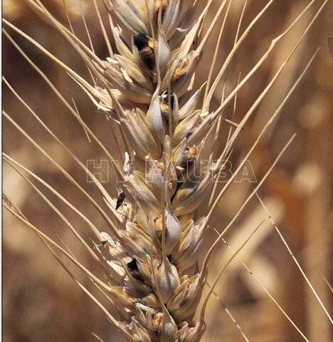 LA TEORÍA MICROBIANA SIN PASTEUR Y KOCH