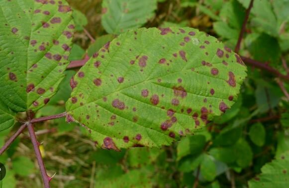 OTRAS NOCIONES DE CAUSAS