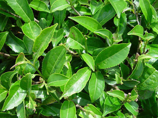 Tea first cultivated