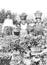 La llei de contractes de conreu declarada inconstitucional