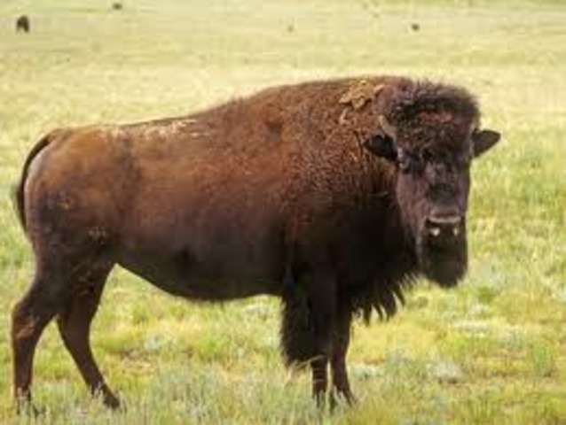 Bison