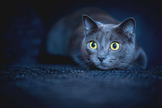 Nascimento de Voltaire