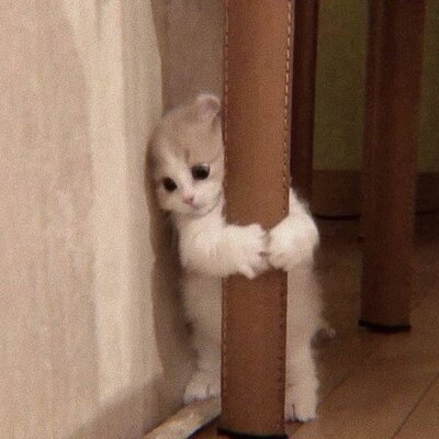 Timeline: Linha da história - Alice