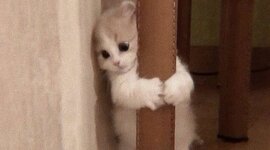 Timeline: Linha da história - Alice