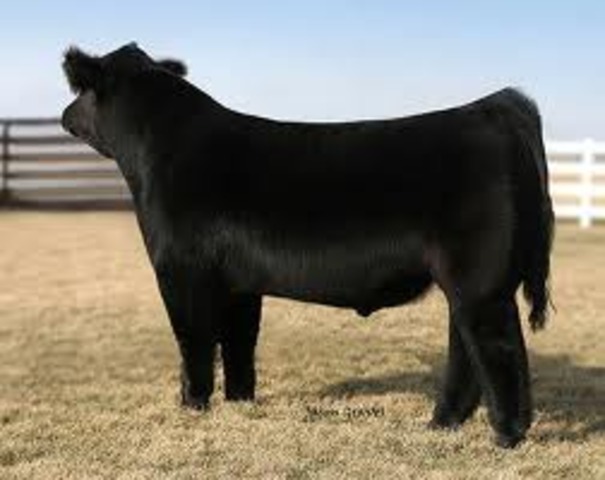 I started showing cattle when I was 9 years old.