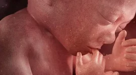 Timeline: DESARROLLO FETAL