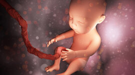 Timeline: Evolución Intrauterina