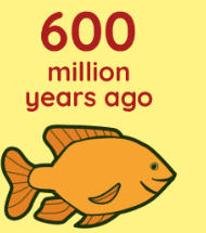 organismos acuaticos