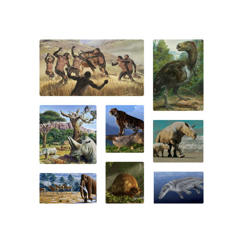 Período: Terciario hace 65 Ma hasta hace 1,8 Ma