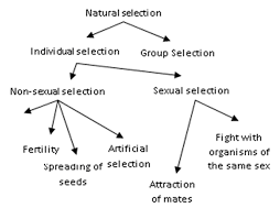 Theory of Natural Selection
