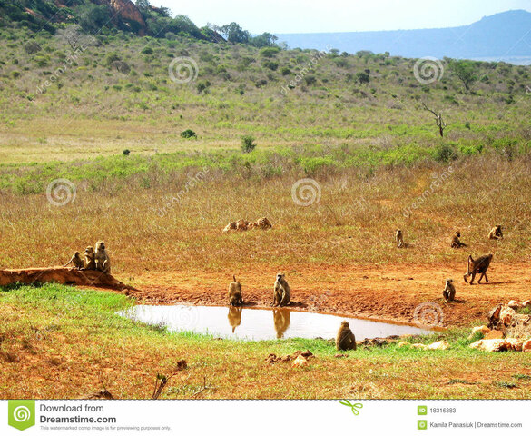 Evolució dels simis