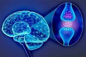 Neurofisiología XVIII