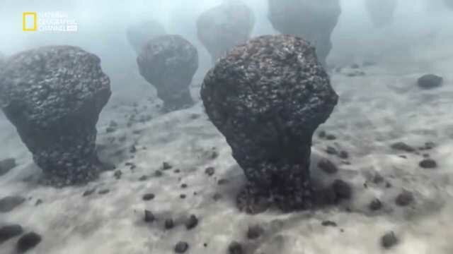 Les primeres bacteries