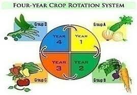 Norfolk Four Course Crop Rotation