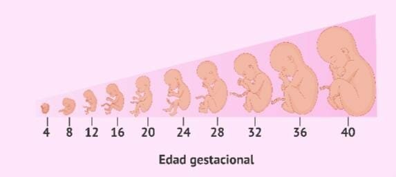 Cálculo de Edad Gestacional