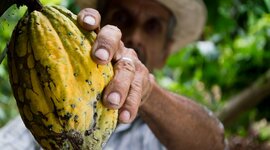 Timeline: Historia del Chocolate: su origen