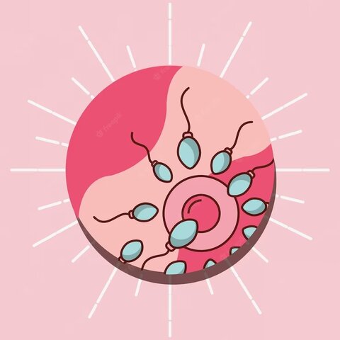 1.	Etapa Germinal (fertilización – 2 semanas)