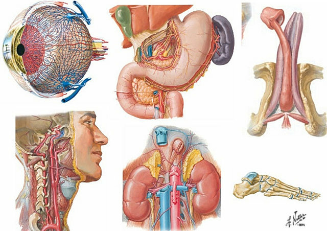 Anatomía y fisiología