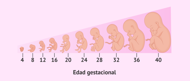 Edad Gestacional