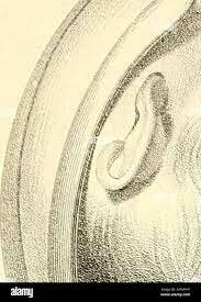 Practica obstétrica