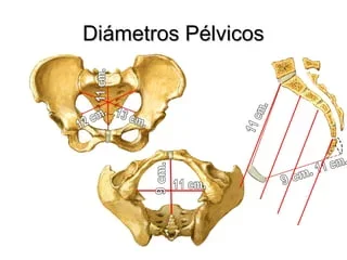 Diámetro pélvico