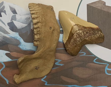 Fòssils Plistocè i Quaternari