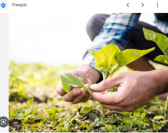 Aparició de l'agricultura