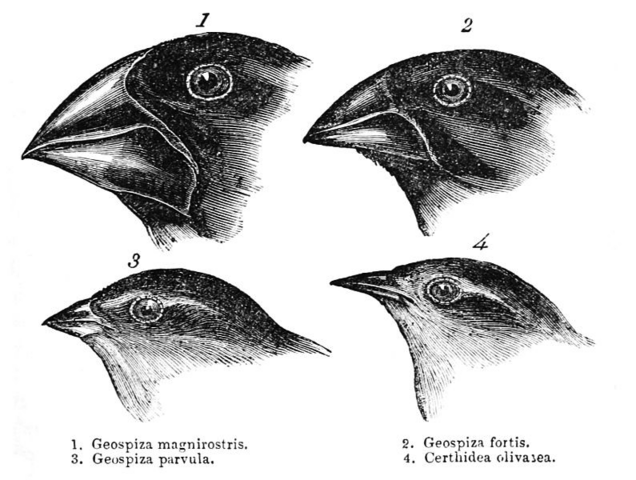 Teoria de la evolucion