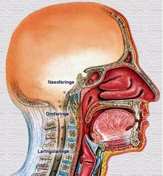 Primeras descripciones