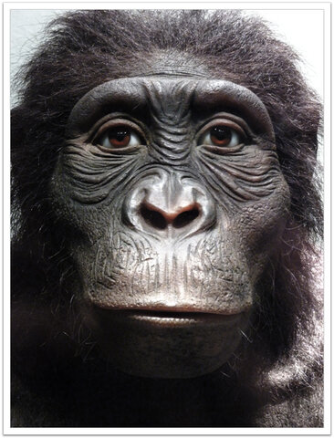 Australopithecus Anamensis