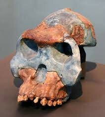 Australopithecus garhi (2.5 millones de años)