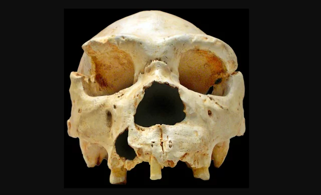 Homo heidelbergensis (600 mil años)