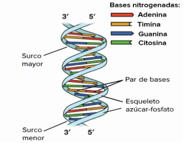 was one of the first people to see the DNA model