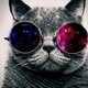 Cat..