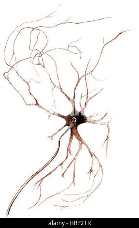 OTTO FRIEDRICH DIETERS (1834-1863)