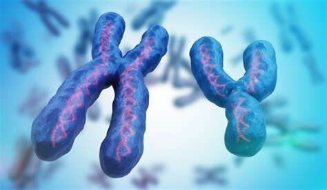 X and Y chromosomes