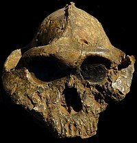 Paranthropus (2.6 millones de años)
