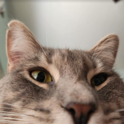 Timeline: Donation and Transplantation History