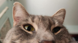 Timeline: Donation and Transplantation History