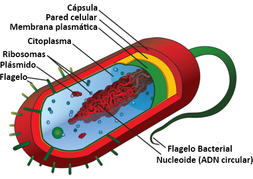 3,500 MILLONES DE AÑOS, CELULAS PROCARIOTAS