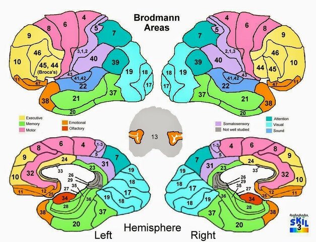 Localizacionismo S.XIX