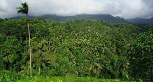 Bosque de Sinharaja en Sri Lanka