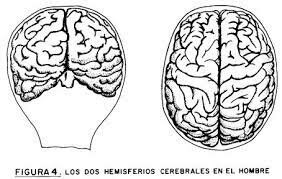 Asimetría cerebral Roger Sperry (1913 - 1924)