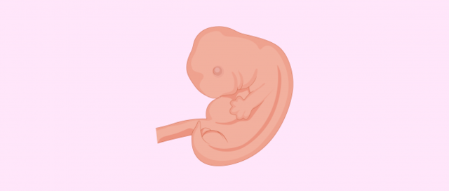3.	Etapa Fetal (8 semanas – nacimiento)