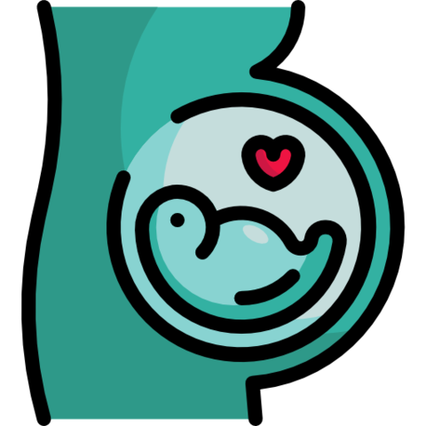 2.	Etapa Embrionaria (2 semanas – 8 semanas)