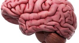 Timeline: Cerebro