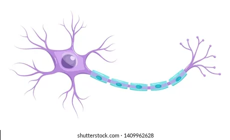 Primera Neurona – 600 millones de años