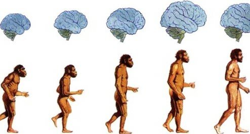 El surgimiento de los homínidos y de las características únicas de su cerebro – 6 millones de años